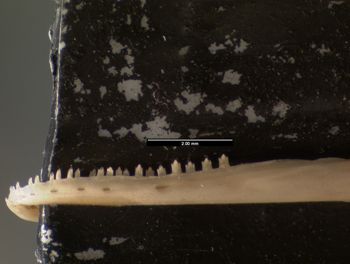 Media type: image;   Herpetology R-171408